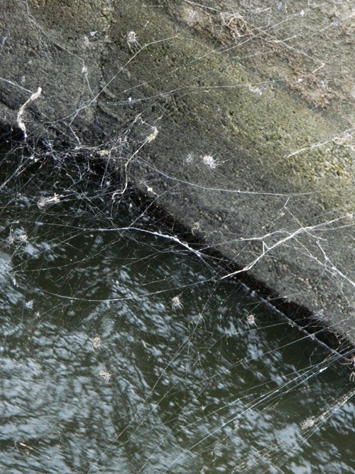 Assembramento di Larinioides sclopetarius - Viadana (MN)